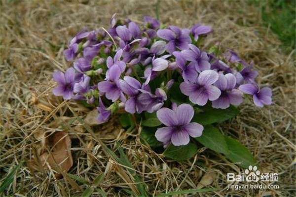 紫花地丁的养殖小贴士