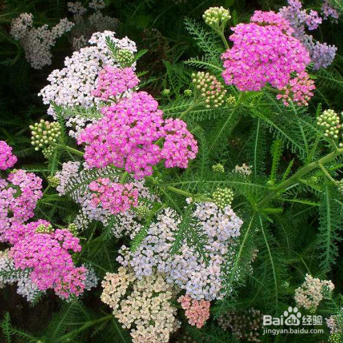 西洋蓍草的培育方法和注意事项