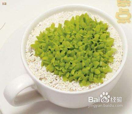 怎样自制火龙果小盆栽