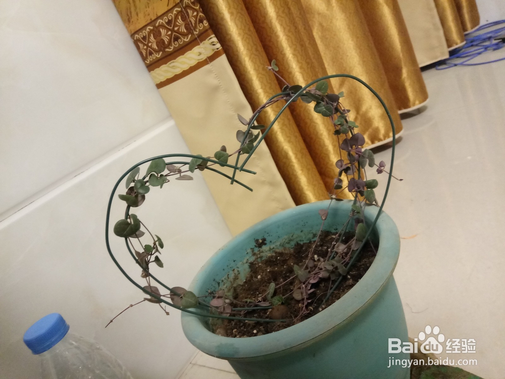 爱之蔓做成爱心盆栽的教程