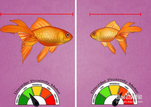 如何治疗和预防金鱼的鱼鳔病 百度经验