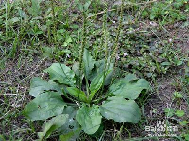 病毒性肝炎【华佗妙法】：[1]藿朴夏苓柴草汤