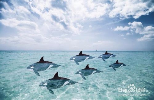 PS制作鲸鱼浮在水面效果