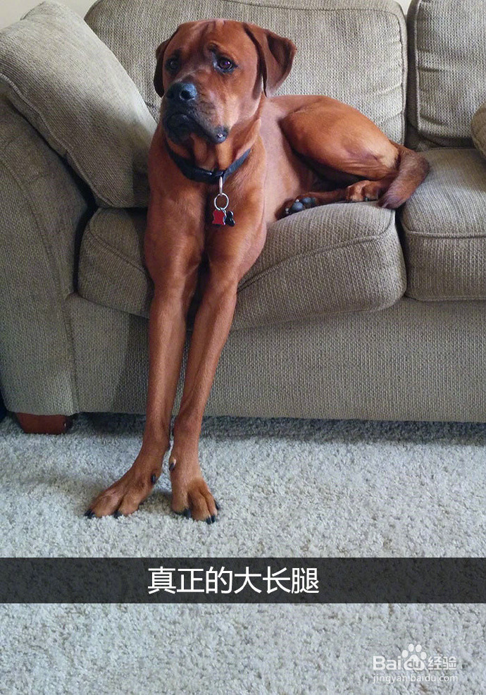 网友拍下的自家蠢汪的搞笑瞬间，这是要成精啊