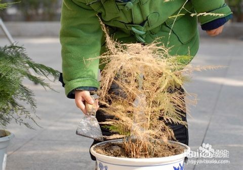 文竹养殖十大注意事项,