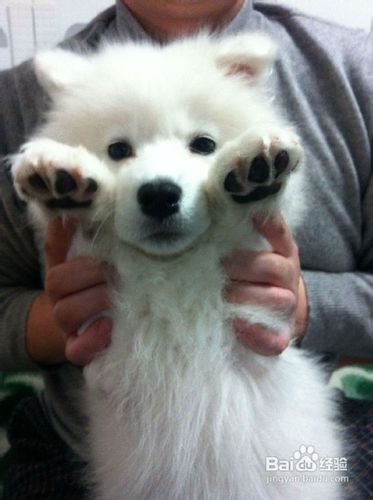 萨摩耶的衣服不能选化纤织物的衣服