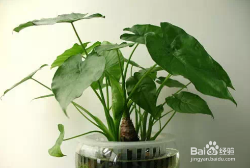 几种常见的家庭不宜存放的花卉