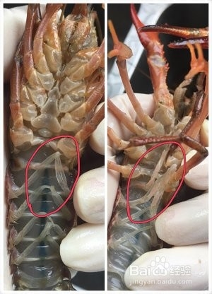 详解如何清理以及辨别小龙虾