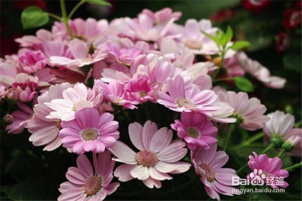 瓜叶菊怎么养比较好？