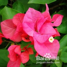 三角梅注意事项和养殖技巧都有什么?