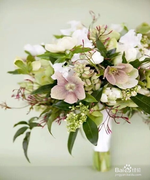 教你室内植物摆放技巧,以及养殖植物技巧