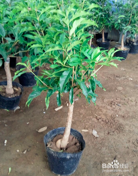 伏天如何养好盆栽嫁接的金桂花