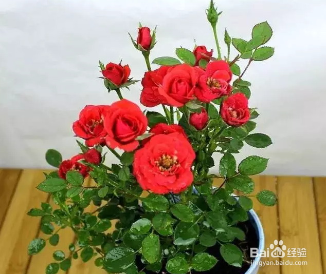 想让你的月季花开不断