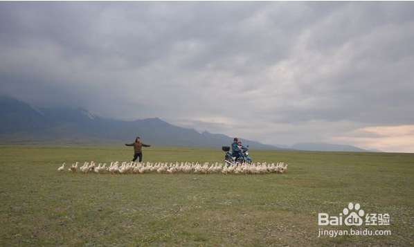 蝗虫的天敌是什么？