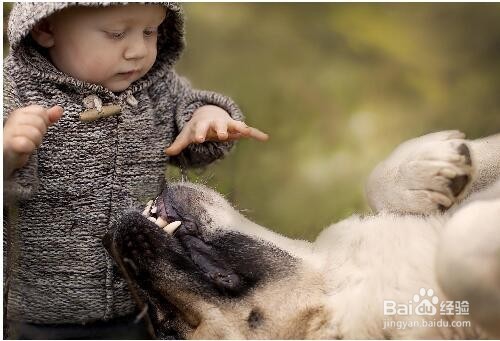 怎样帮助宝宝减轻对动物的恐惧？