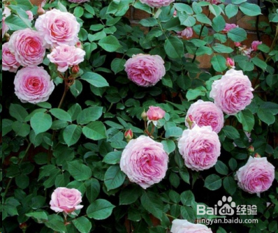 蓝妖：不可错过的经典灌木月季品种介绍