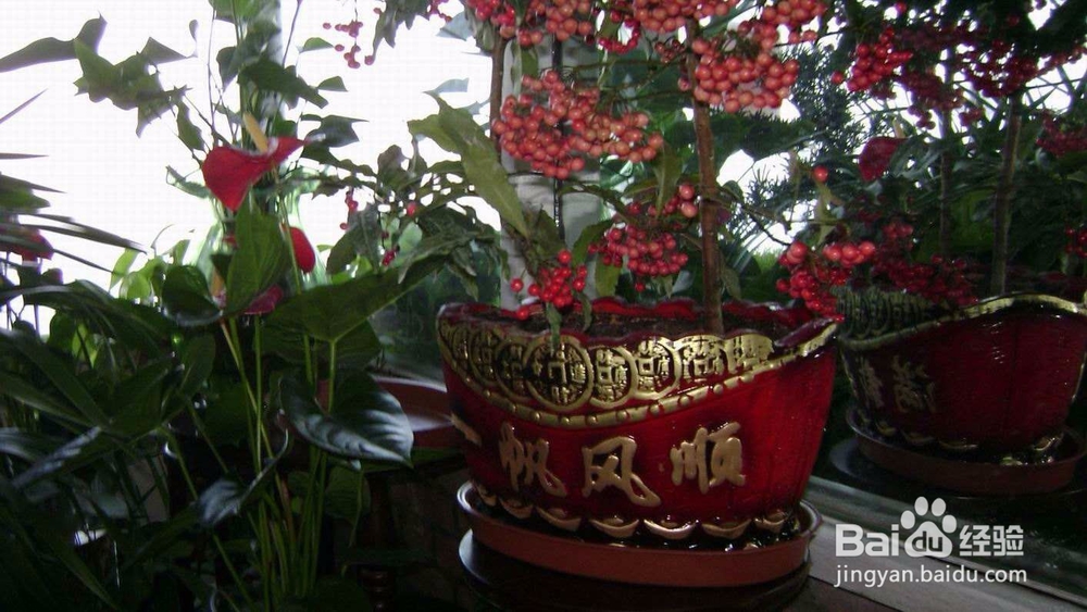 富贵满堂花怎么养