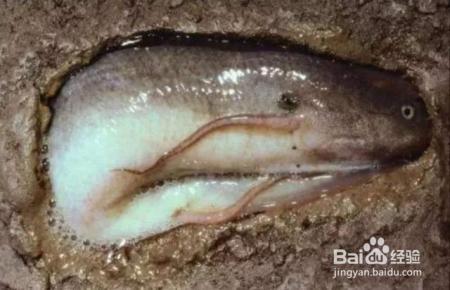 肺鱼这种不吃不喝冬眠四年的功夫，人类为什么不学一学？