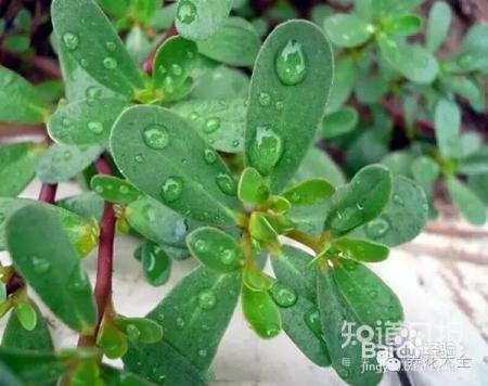 我们养的这些花农村到处都是