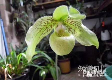 100种兰花品种图鉴，花开瞬间，艳冠群芳！