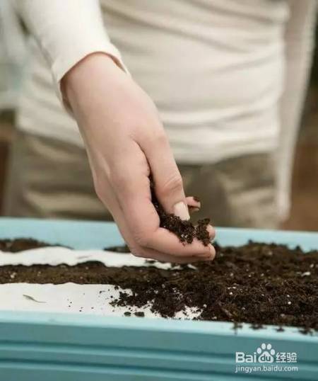 她把这个丢进花盆,植物不发黄不干枯多养好几年