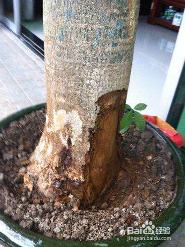 就这么做,让你家发财树叶绿枝粗,从此告别烂根!
