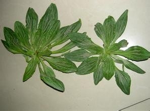 鉴别田间的杂草是草还是宝