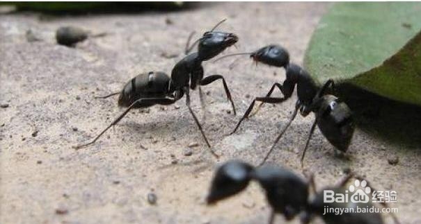 家里有蚂蚁怎么办？