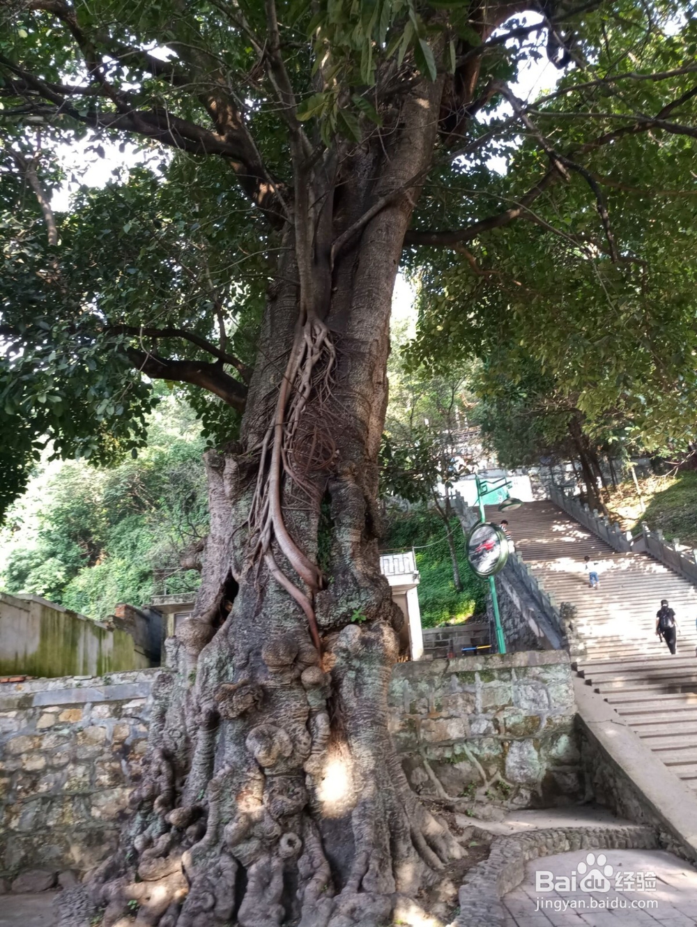 云南游之保山市太保山森林公园