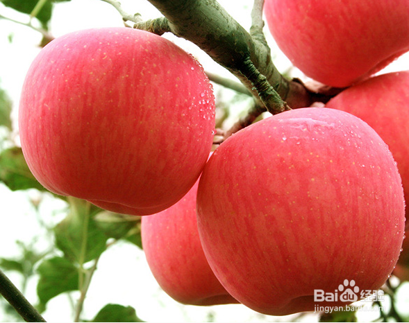 吃水果的注意事项（二）