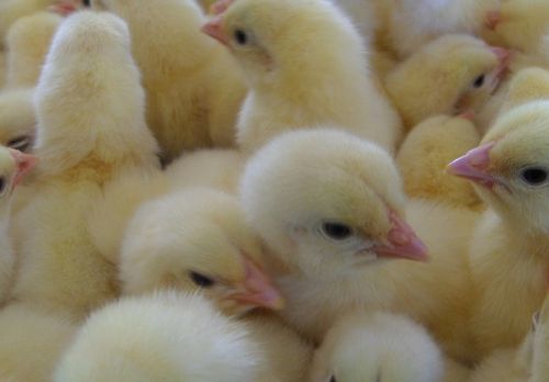 清芙蓉鸡的做法