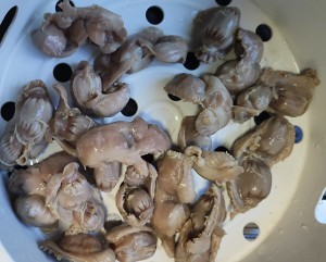 爆炒孜然鸡胗的做法