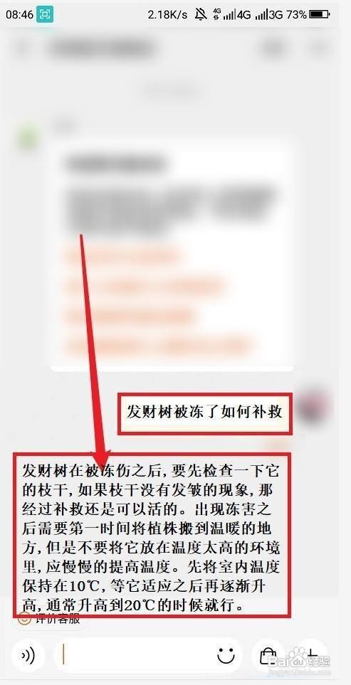 发财树被冻了如何补救