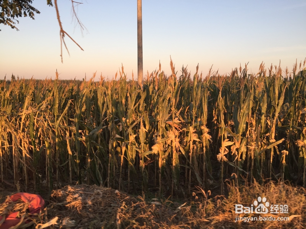 真假新米的区分