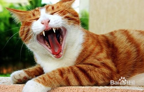 猫的耳朵上掉毛的厉害是怎么办?