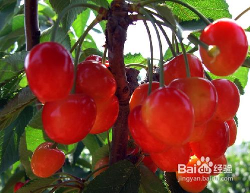 常吃水果去黄褐斑美白妙招