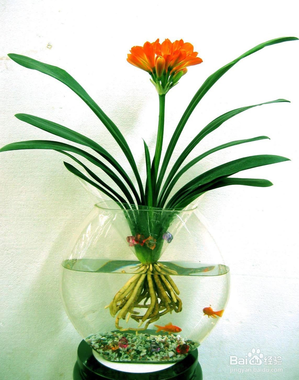 植物水培的注意事项