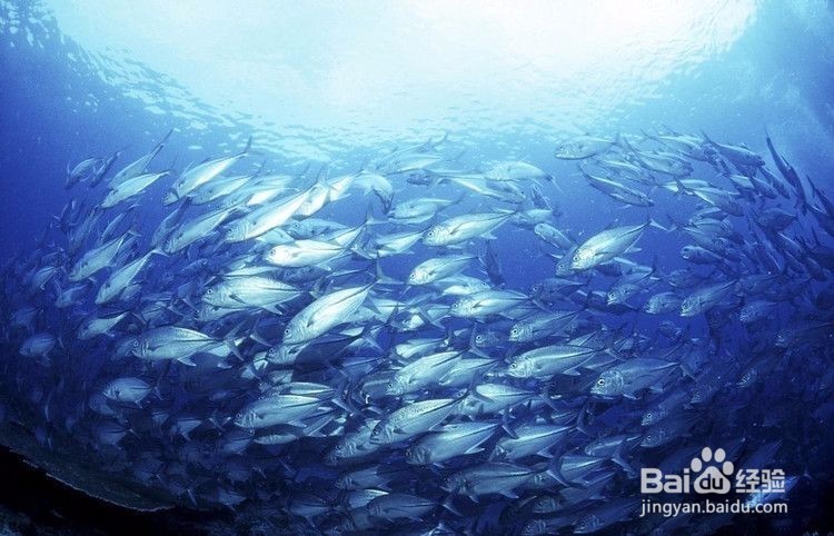 如何正确看待深海鱼油和海豹油的区别