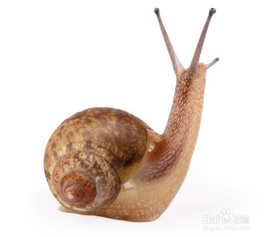 彻底灭杀蜗牛的4种非农药方法