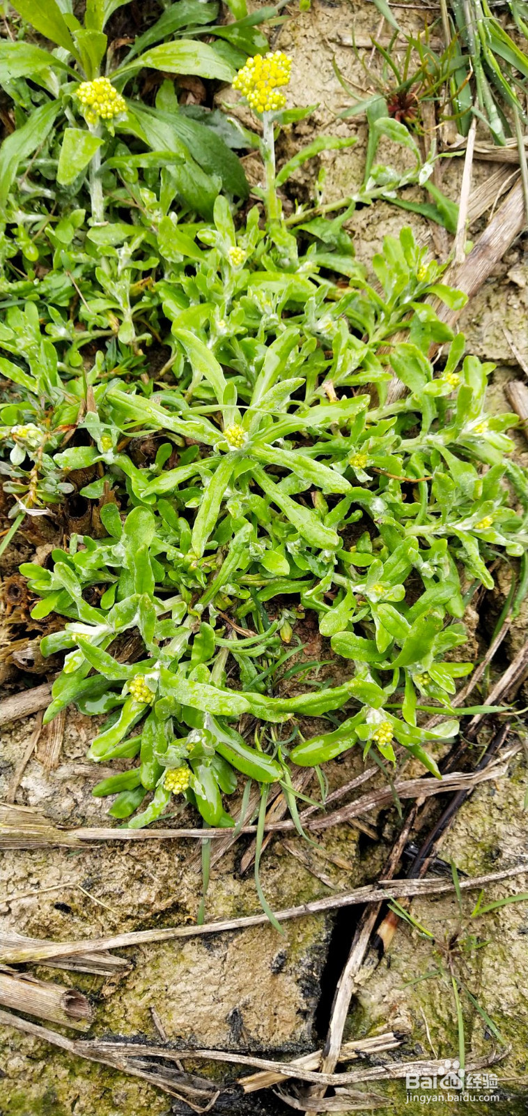 清明草粑粑的做法