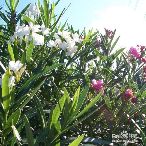 夹竹桃和桃树的区别是什么？