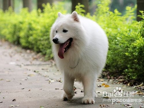 与狗狗共处过敏的预防方法