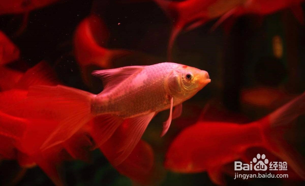 病鱼肠道星红色症状的鱼病有哪些?如何鉴别?