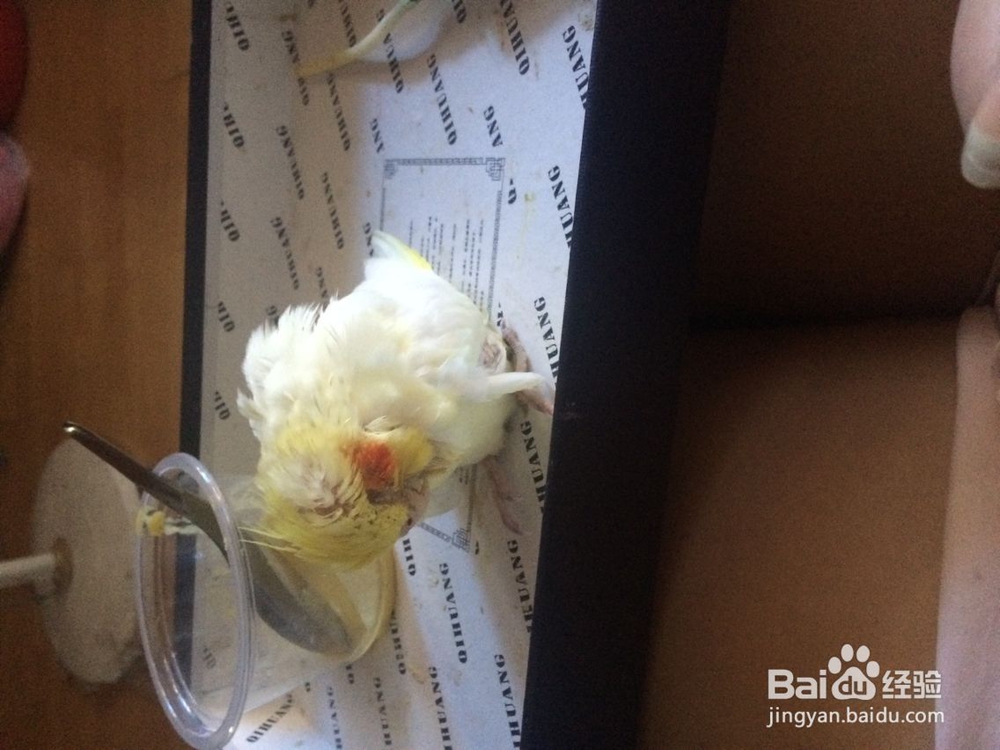 玄凤鹦鹉疾病--肠炎