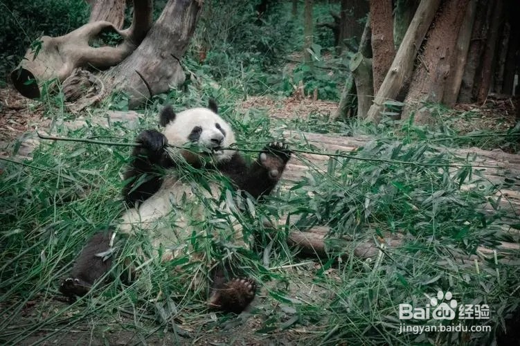 熊猫基地旅游攻略