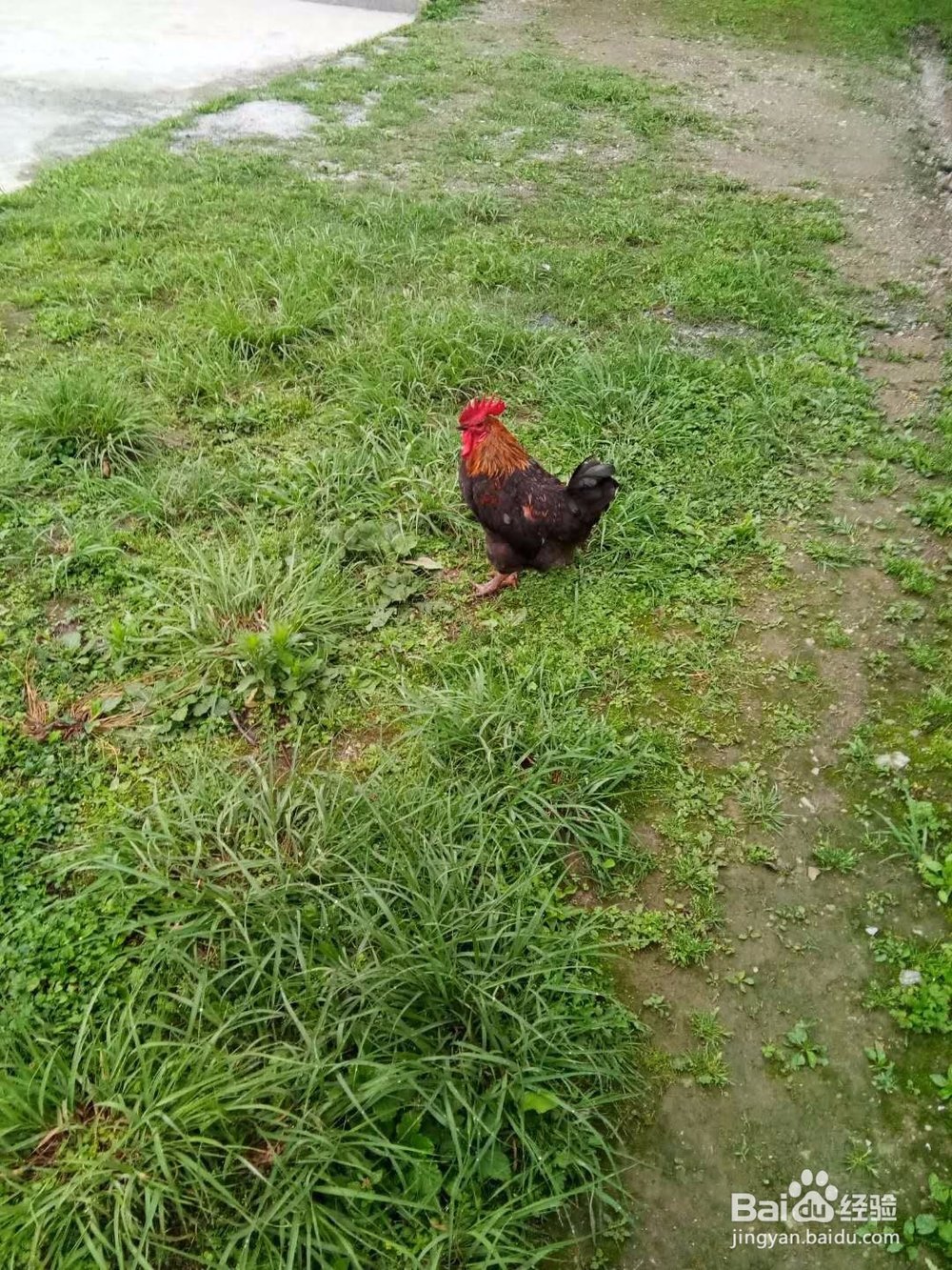 鸣凤山野美食集锦