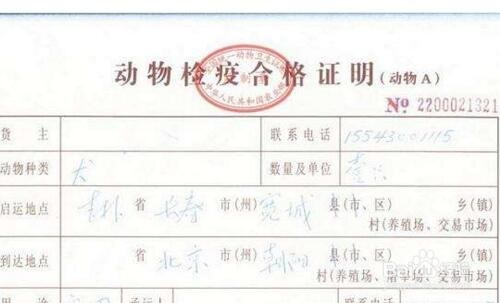 宠物猫如何托运