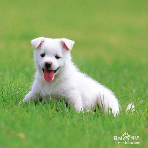 帮狗狗梳毛的正确方法