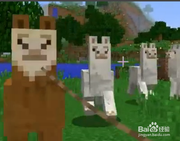 我的世界羊驼怎么骑?