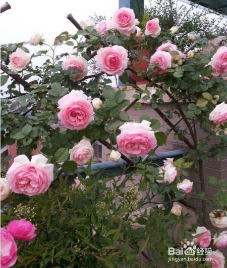 老花农的一颗月季真漂亮，难怪给他多少钱都不换